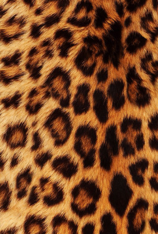 Leopard print fur closeup pattern - free animals wallpaper for mobile