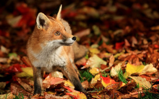 Small fox pile leaves grass - a small fox free wallpaper