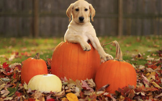 Puppy pumpkin leaves yard fence 2 - a puppy free wallpaper