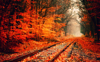 Train track forest trees leaves - lot of trees free wallpaper