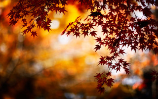 Red leaves fall tree blurry 2 - the fall season free wallpaper