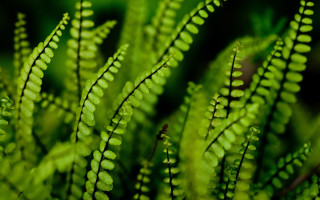 Green plant close up leaves 2 - stem and a blurry background free wallpaper
