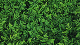 Green plant closeup red object - a green plant free wallpaper