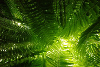 Fern leaf sunlight green closeup - volumetric light free wallpaper for desktop