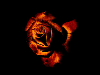 Close up rose black background - image free wallpaper for desktop