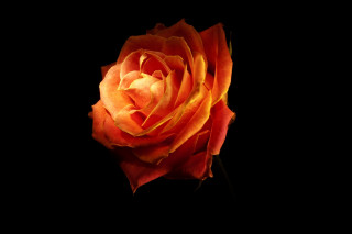 Orange rose dark background single - diffuse free wallpaper