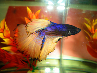 Fish bowl water flowers background - fisheye len free wallpaper