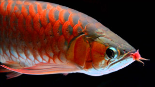 Orange white striped fish amano - lostfish free wallpaper for desktop