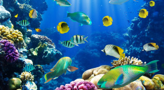 Large aquarium different fish sunbeam - a large aquarium free wallpaper