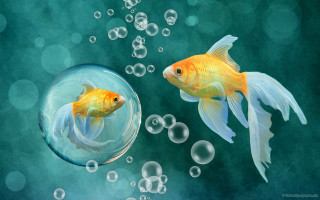 Goldfish bowl bubbles green background - bubble free wallpaper for desktop