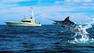 Sailboat fish water background sailing - a large fish free wallpaper