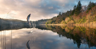 Bird flying lake forest clouds - over a lake free wallpaper