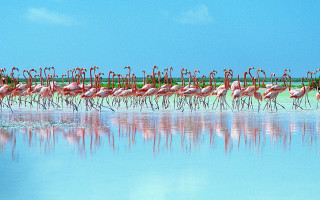 Flamingos lake water sky shore - david martin free wallpaper