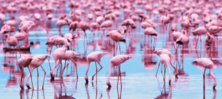 Large group flamingos standing water - the water together free wallpaper