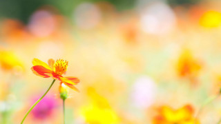Field of flowers blurry background 2 - a blurry background of them free wallpaper