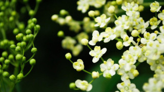 Closeup flowers white bokeh macro - a close up of a bunch free wallpaper