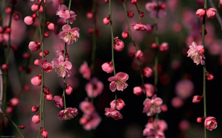 Pink flowers hanging tree branch 4 - the fall free wallpaper