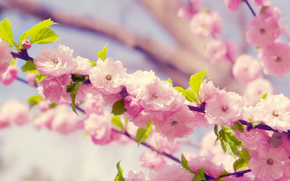 Pink flower branch sky cherry - cheng shifa free wallpaper