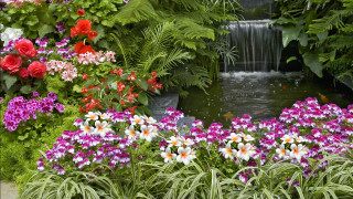 Garden waterfall flowers pond nature - a waterfall free wallpaper