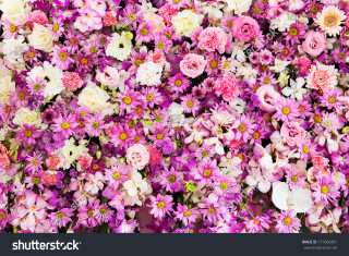 Pink white flowers pink centers - yellow center free wallpaper