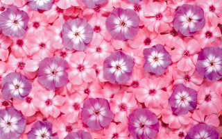 Pink purple flowers field bunch - annabel kidston free wallpaper