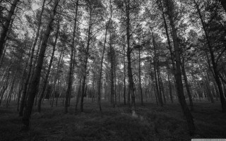Black white forest trees shrine - photo of a forest free wallpaper