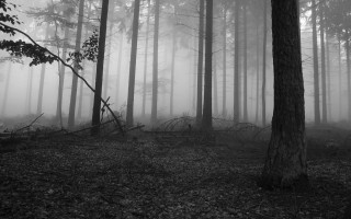 Forest trees fog black white - fog free wallpaper for desktop