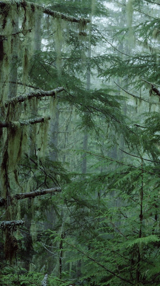 Tall green trees mossy forest - free forest wallpaper for mobile