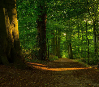 Forest path bench vines nature - free forest wallpaper for tablet