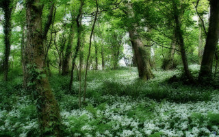 Forest green trees white flowers - white flower free wallpaper
