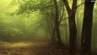 Dirt path forest trees fog - the air above free wallpaper for desktop