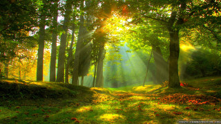 Sunbeam forest trees grass sunlight 3 - sunlight free wallpaper for desktop
