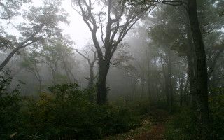 Forest trail fog autumn bare - fog and trees free wallpaper