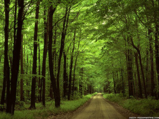 Dirt road forest trees center - a dirt road in the middle of a forest free wallpaper