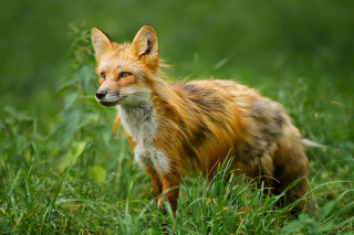 Red fox grassy field concerned - a red fox free wallpaper