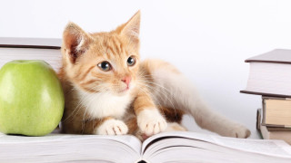 Cat sitting book apple table - academic free wallpaper