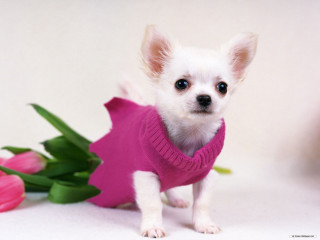 Small white dog pink sweater - tulip free wallpaper