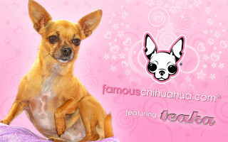 Small dog pillow pink background - detail free wallpaper
