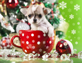 Chihuahua puppy red cup christmas - a christmas decoration free wallpaper