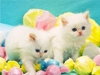 White kittens blue surface colorful - net art free wallpaper