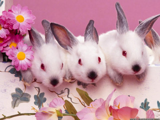 Three white rabbits heads turned - their ear free wallpaper