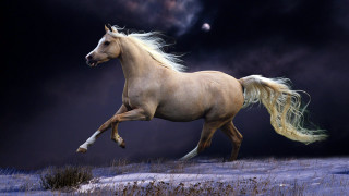Horse running snow dark sky 2 - majestic free wallpaper