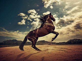 Horse running desert cloudy sky - the background and a sunbeam free wallpaper