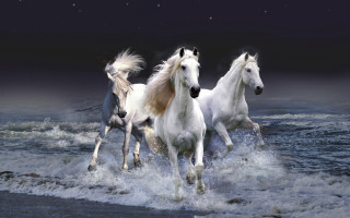 Three white horses running water 4 - majestic free wallpaper