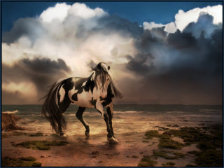 Horse beach cloudy sky blue - a blue frame free wallpaper