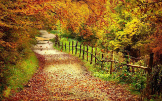 Autumn forest path fence leaves 2 - a fence and trees free wallpaper