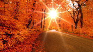 Fall road sunshine trees leaves - a bright sun free wallpaper