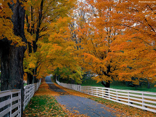 Road white fence orange leaves - orange leaf free wallpaper