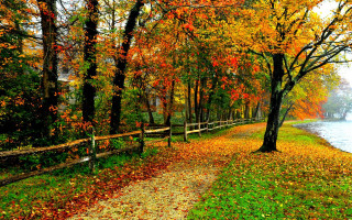 Wooded path trees leaves water - the wood free wallpaper