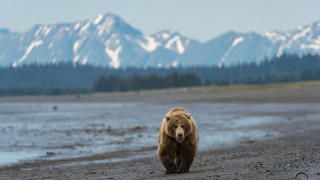 Brown bear sandy beach mountains - low free wallpaper